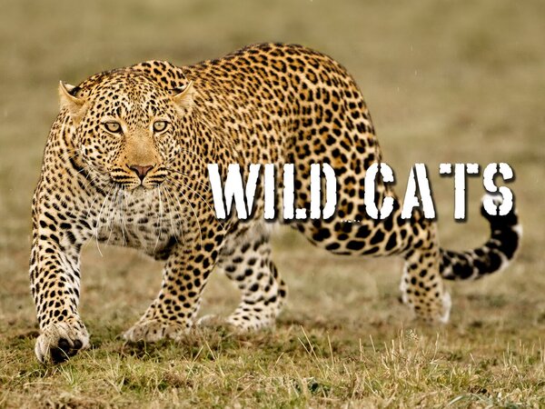Wild Cats