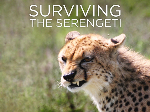 Surviving the Serengeti