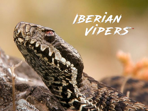 Iberian Vipers