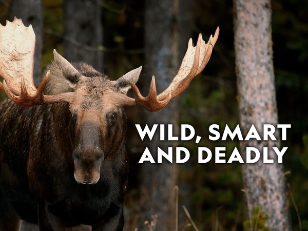 Wild, Smart and Deadly