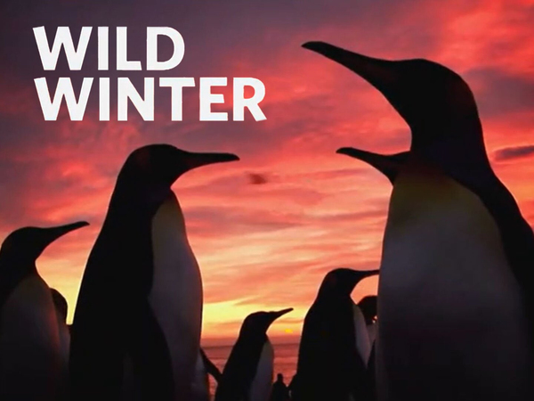 Wild Winter