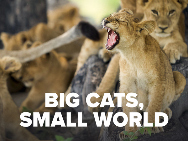 Big Cats Small World