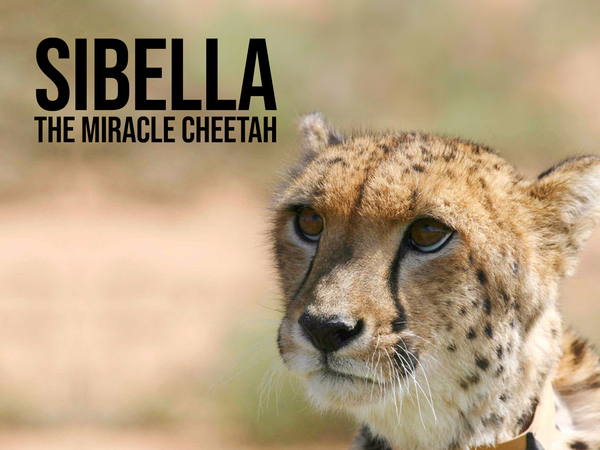 Sibella: The Miracle Cheetah
