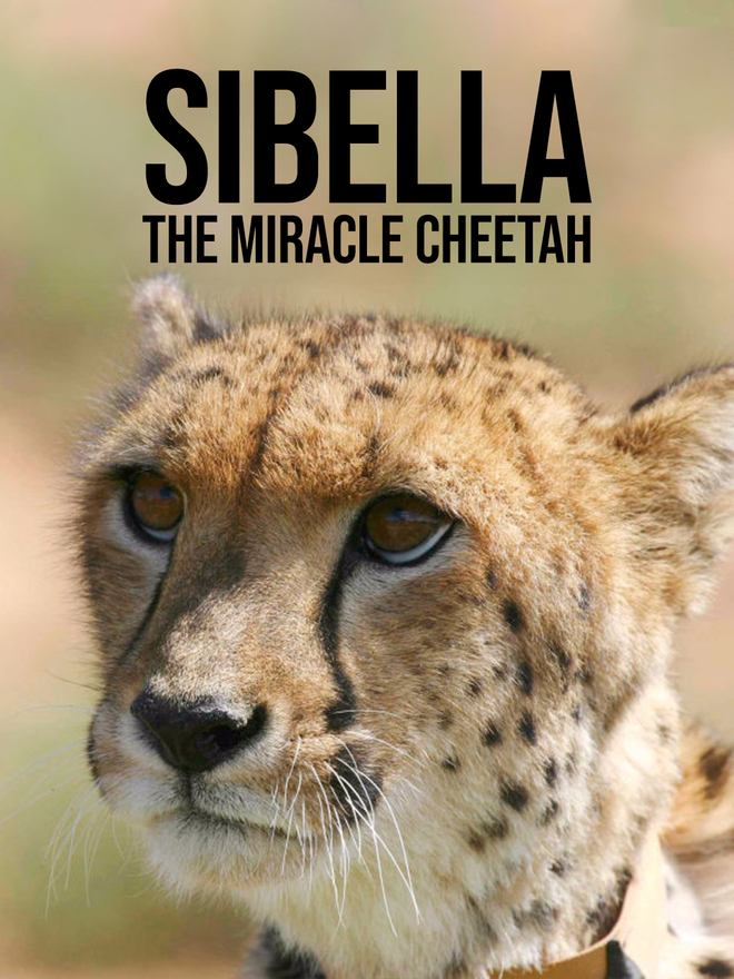 Sibella: The Miracle Cheetah