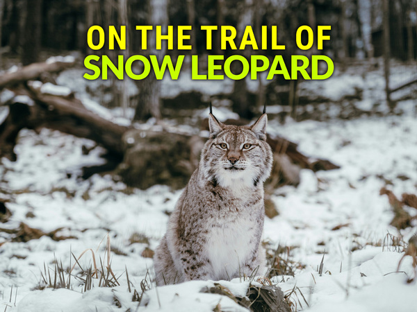 On The Trail Of Snow Leopard