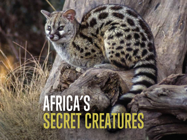 Africas Secret Creatures