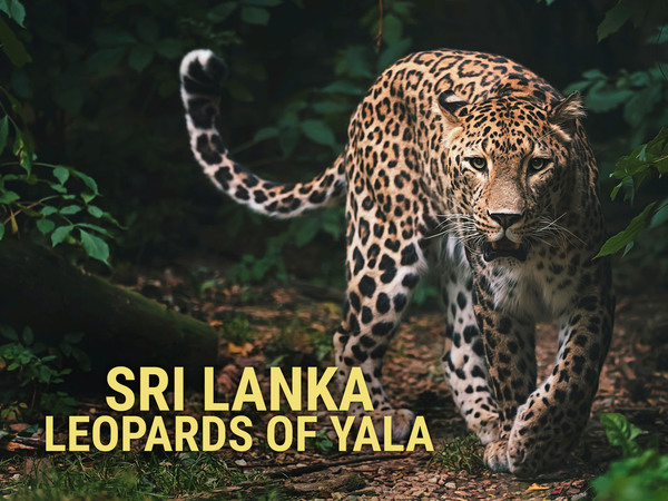 Sri Lanka - Leopards Of Yala