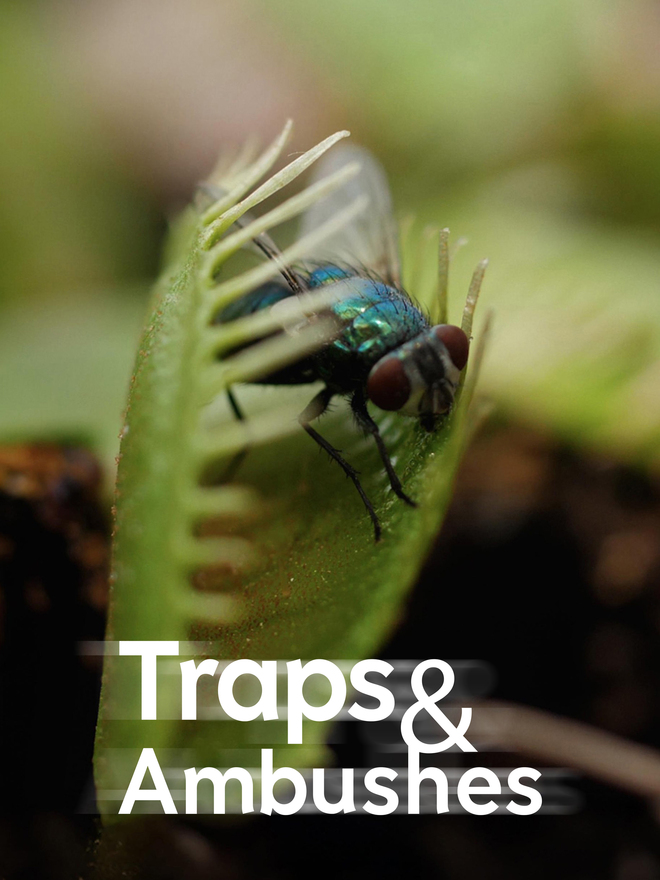 Traps & Ambushes