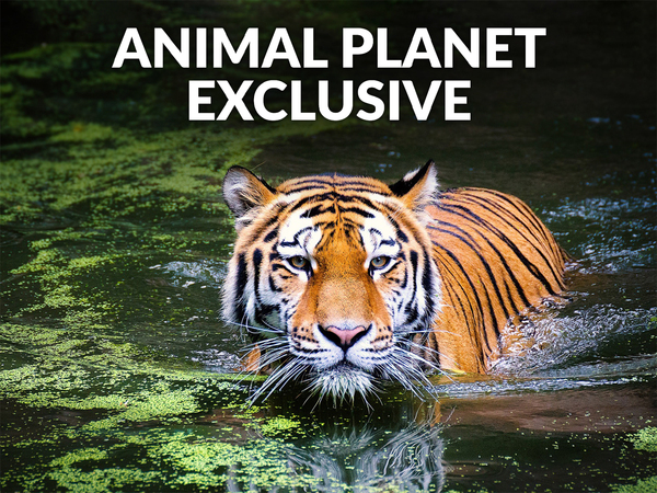 Animal Planet Exclusives