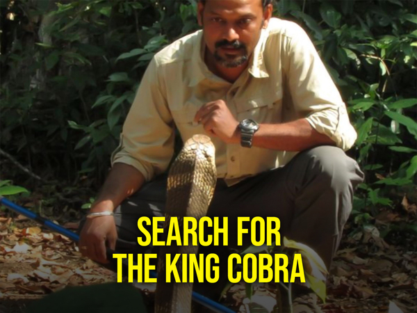 Search For The King Cobra
