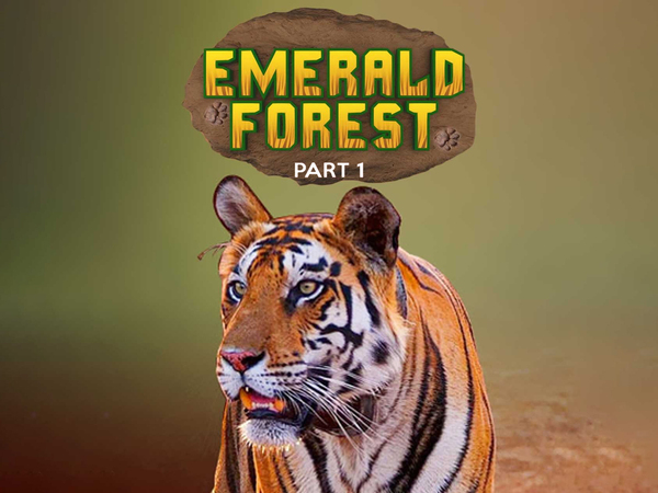 Emerald Forest - Part 1