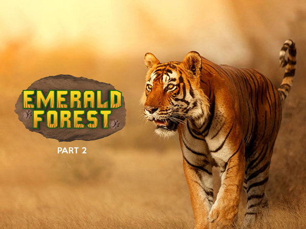 Emerald Forest - Part 2