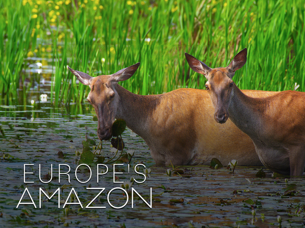 Europe's Amazon