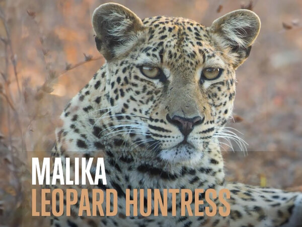 Malika: Leopard Huntress