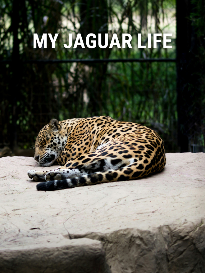 My Jaguar Life