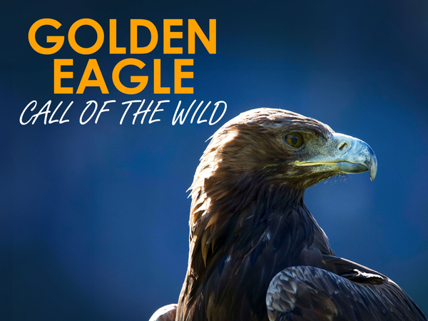 Golden Eagle: Call of the Wild