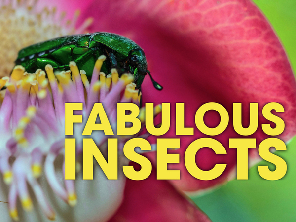 Fabulous Insects