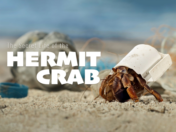 The Secret Life Of The Hermit Crab
