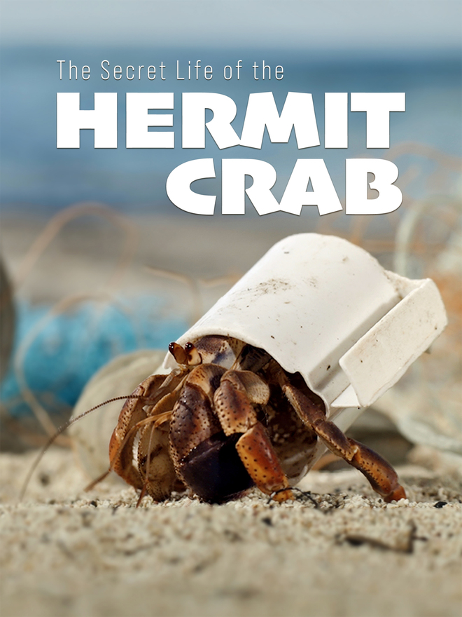 The Secret Life Of The Hermit Crab