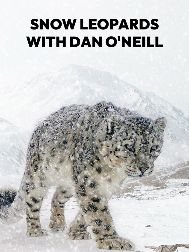 Snow Leopards with Dan O’Neill