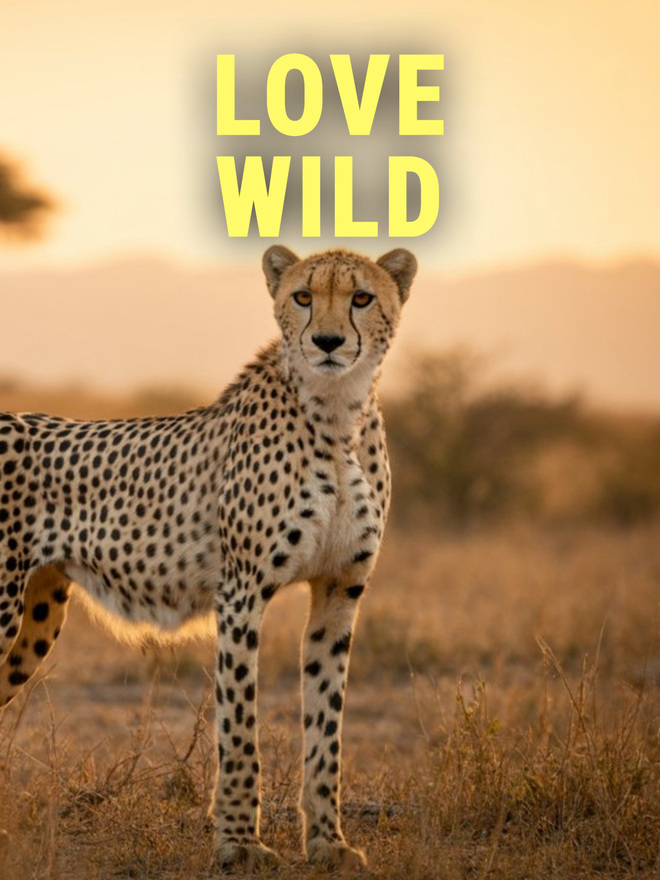 Love Wild