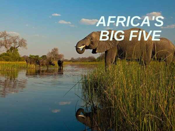 Africa's Big Five
