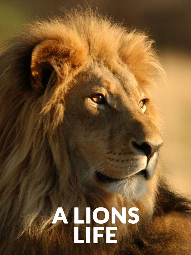 A Lions Life