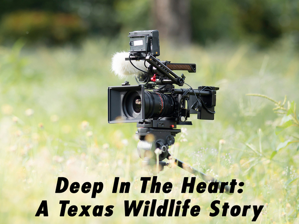 Deep In The Heart: A Texas Wildlife Story