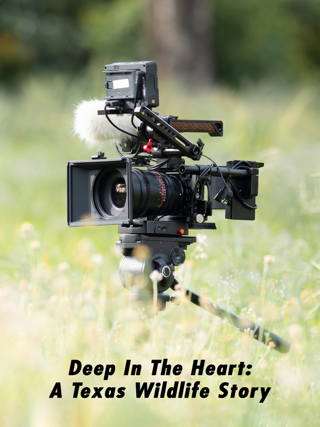 Deep In The Heart: A Texas Wildlife Story