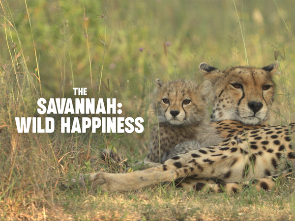 The Savannah: Wild Happiness