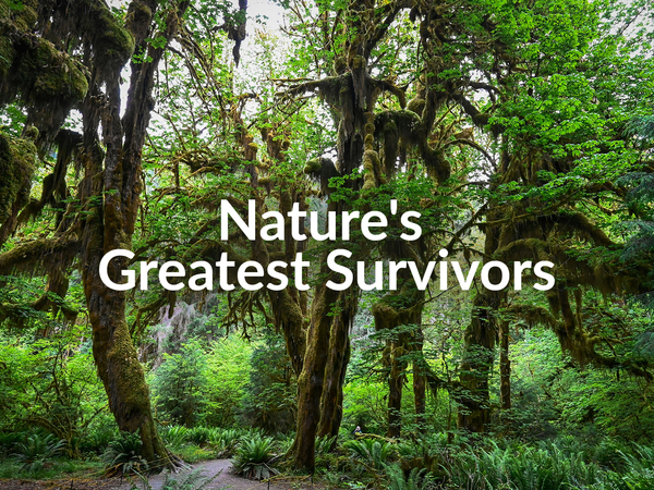 Nature's Greatest Survivors