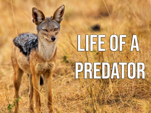 Life Of A Predator