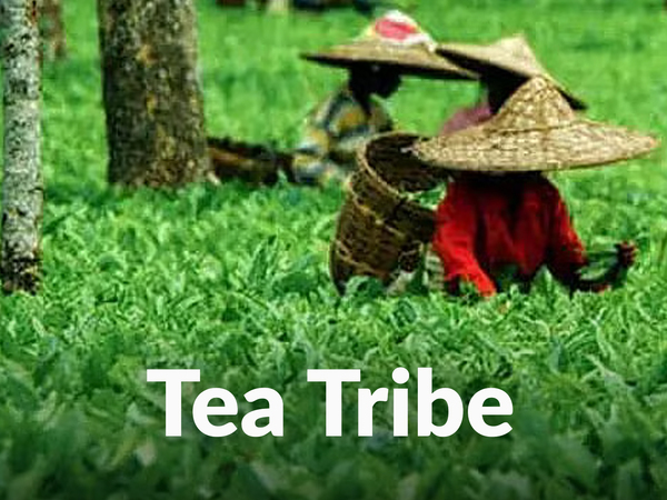 Tea Tribe