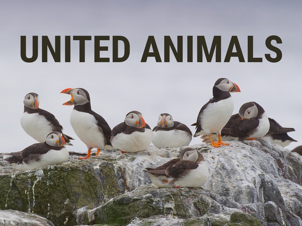 United Animals