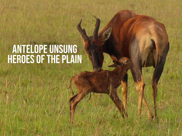 Antelope Unsung Heroes Of The Plain
