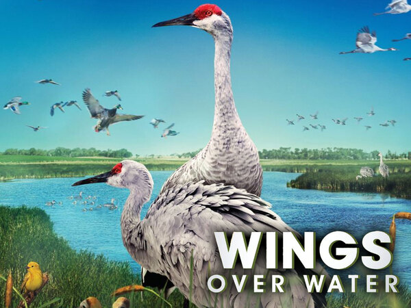 Wings Over Water